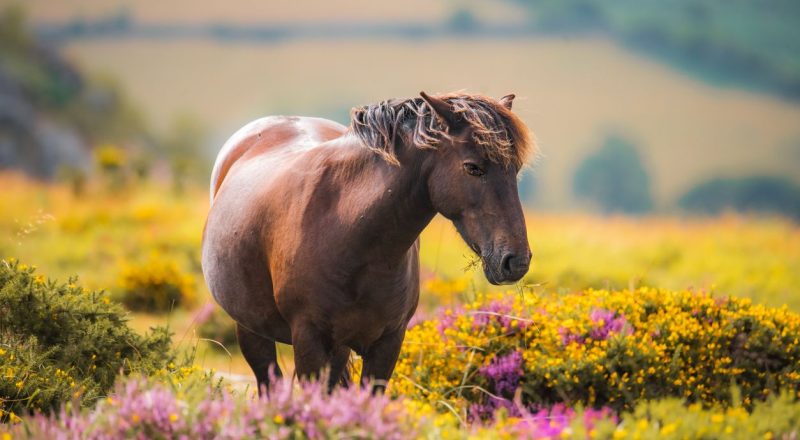 Dartmoor Pony